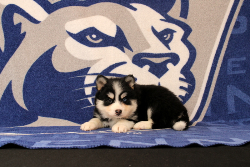 puppy, for, sale, Pomsky, Matthew B. Stoltzfus, dog, breeder, Gap, PA, dog-breeder, puppy-for-sale, forsale, nearby, find, puppyfind, locator, puppylocator, aca